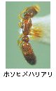 ホソヒメハリアリ