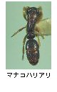 マナコハリアリ