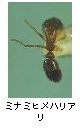 ミナミヒメハリアリ