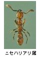 ニセハリアリ属