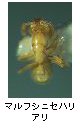 マルフシニセハリアリ