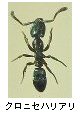 クロニセハリアリ