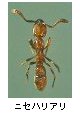 ニセハリアリ