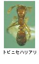 トビニセハリアリ