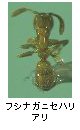 フシナガニセハリアリ