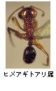 ヒメアギトアリ属