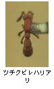 ツチクビレハリアリ