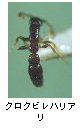 クロクビレハリアリ
