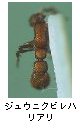 ジュウニクビレハリアリ