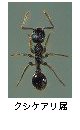 クシケアリ属