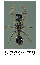 シワクシケアリ