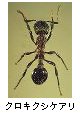 クロキクシケアリ