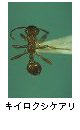 キイロクシケアリ