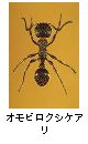 オモビロクシケアリ