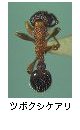 ツボクシケアリ