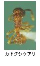 カドクシケアリ