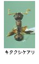 キタクシケアリ