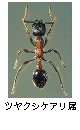 ツヤクシケアリ属
