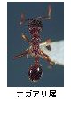 ナガアリ属
