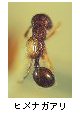 ヒメナガアリ