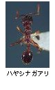 ハヤシナガアリ