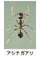 アシナガアリ