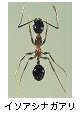 イソアシナガアリ