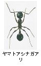ヤマトアシナガアリ