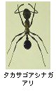タカサゴアシナガアリ