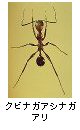 クビナガアシナガアリ