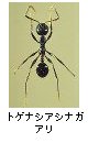 トゲナシアシナガアリ