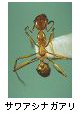 サワアシナガアリ