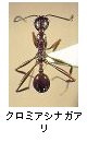 クロミアシナガアリ