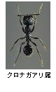 クロナガアリ属