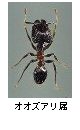 オオズアリ属