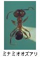 ミナミオオズアリ