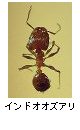 インドオオズアリ