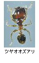 ツヤオオズアリ