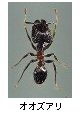 オオズアリ