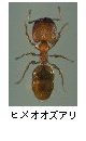 ヒメオオズアリ