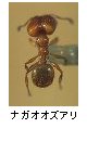 ナガオオズアリ