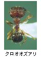 クロオオズアリ