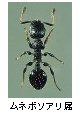 ムネボソアリ属