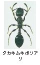 タカネムネボソアリ
