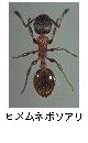 ヒメムネボソアリ