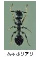 ムネボソアリ