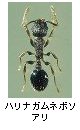 ハリナガムネボソアリ