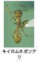 キイロムネボソアリ