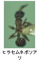 ヒラセムネボソアリ