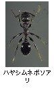 ハヤシムネボソアリ